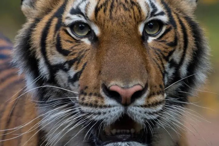 Tiger Tests Positive for Coronavirus in the US 