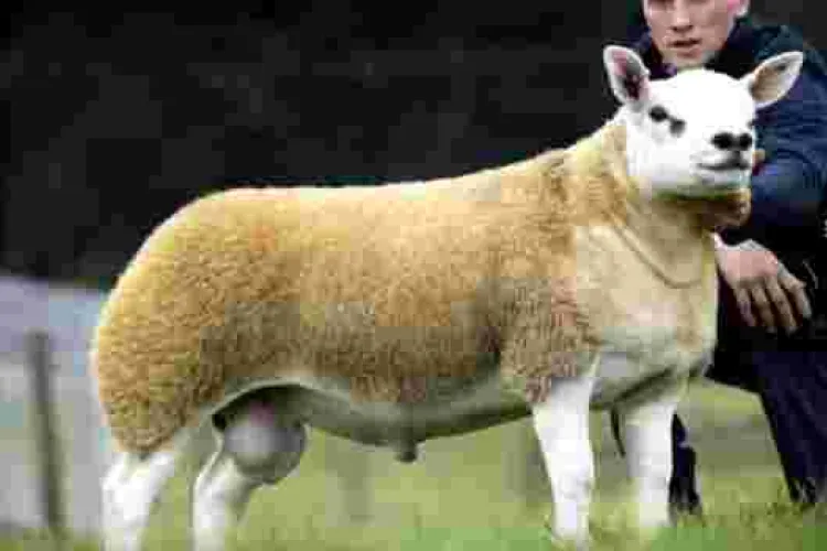 World's Most Expensive Sheep Fetches $490,000 