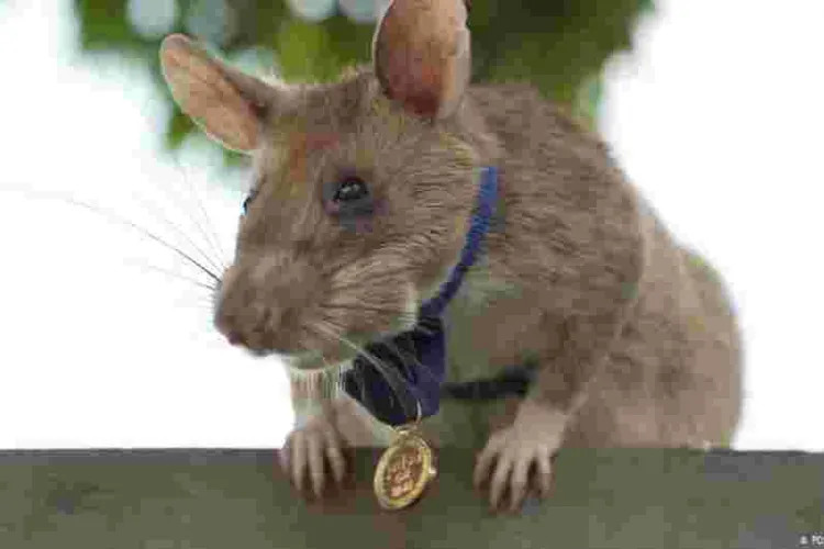 Tanzanian Rat Awarded Gold Medal for Live-Saving Bravery in Detecting Explosives