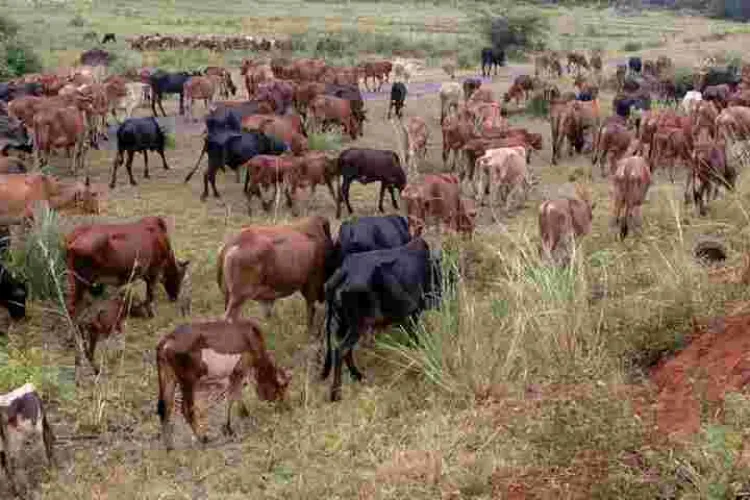 Teenager Thwarts 74-Year-Old Father's Marriage to Fourth Wife as He Flees with 17 Cows Meant for Dowry