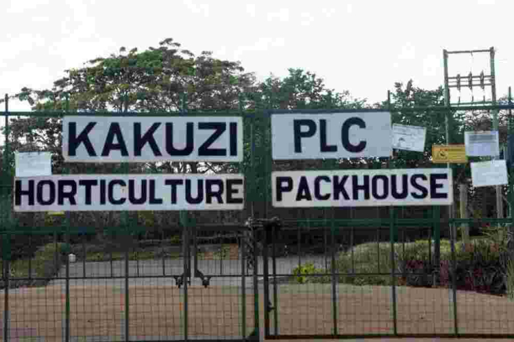 More UK, German Retailers Cut Avocado Supplies by Kenyan Producer Kakuzi