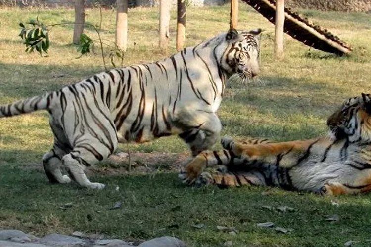 Uganda Imports Two Tigers from South Africa in Exchange for 25 Monkeys