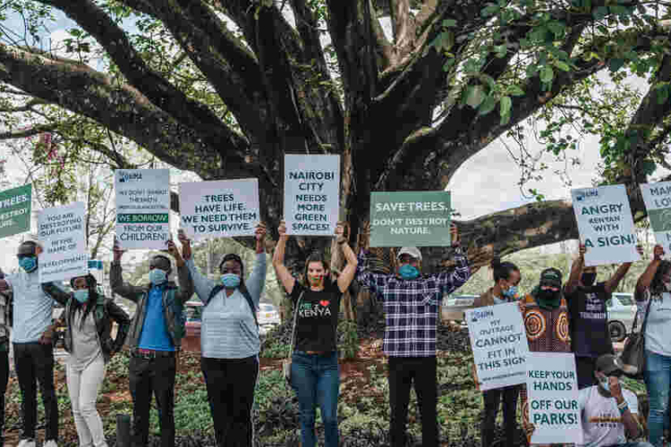 Uhuru Comes to the Rescue of 100-Year-Old Mugumo Tree Located in Westlands, Nairobi 