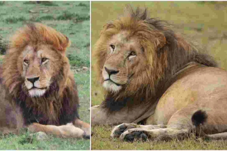 End of an Era: Maasai Mara's Iconic Lion Lolparpit Found Dead 