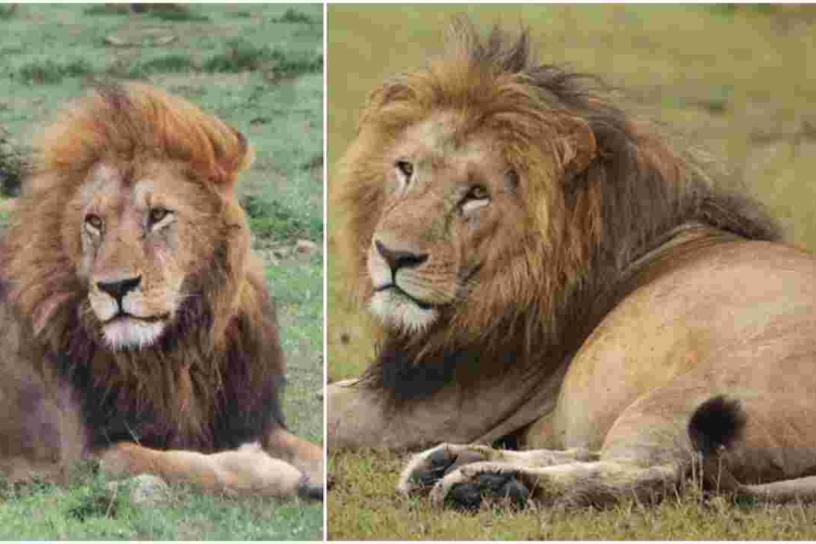 End of an Era: Maasai Mara's Iconic Lion Lolparpit Found Dead 