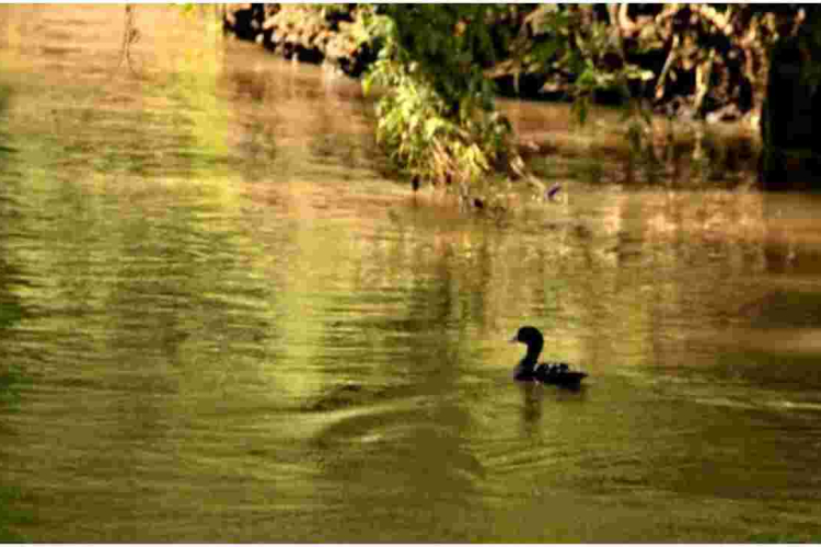 Kenyans Online React After Duck is Spotted Swimming in the Polluted Nairobi River 