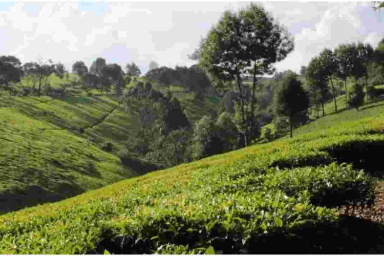 Why Wealthy Kenyans are Fleeing Posh Nairobi Estates for Tigoni and Miotoni 