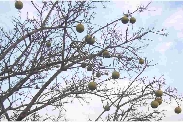 25 Members of the Same Family Die After Eating Wild Fruits and Plants 