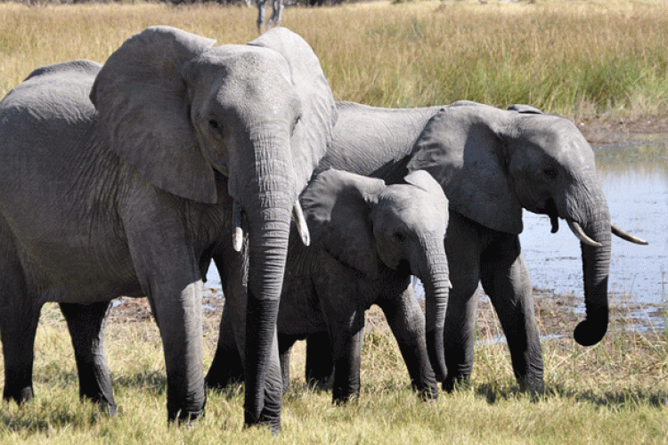 Zimbabwe to Start Selling Rights to Shoot over 500 Endangered Elephants 