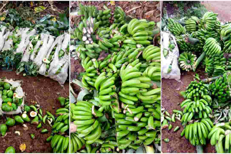 Kenyan Man Destroys Farm Produce Worth Sh200,000 to Stop Wife from Working on Father’s Day 