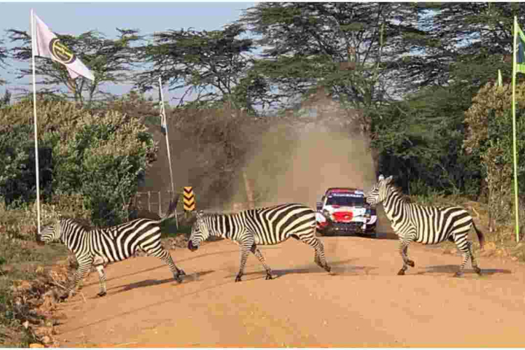 Nakuru Hotels Report 100% Bookings Courtesy of WRC Safari Rally Event