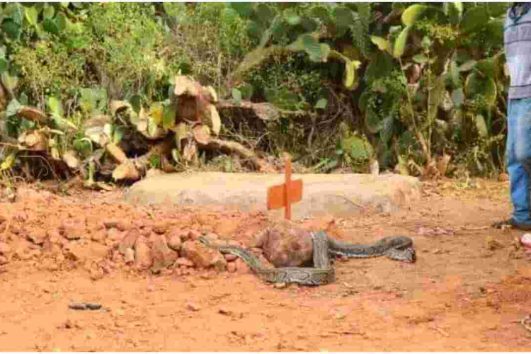 Residents Stunned as ‘Mourning’ Python Slithers into Venom Extractor’s House Before Lying on His Grave 