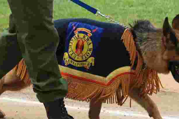 Search Begins as Trained Police Dog Goes Missing at Isiolo International Airport 