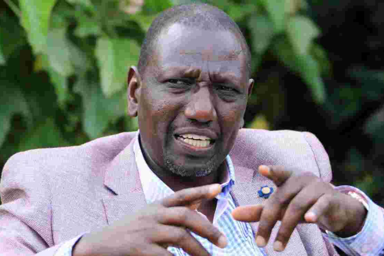 Congolese Senator Demands an Apology from William Ruto over Cow Remarks 