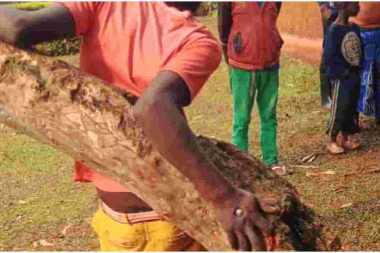 Police Rescue 19-Year-Old Kenyan Man Nailed to a Tree 