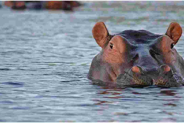 White South African Man Shoots a Black Woman, Claims He Mistook Her for a Hippo 