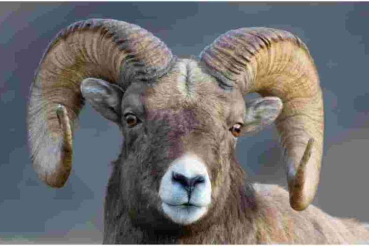 Sheep Sentenced to Serve Three Years at a Military Camp for Killing a Woman in South Sudan 