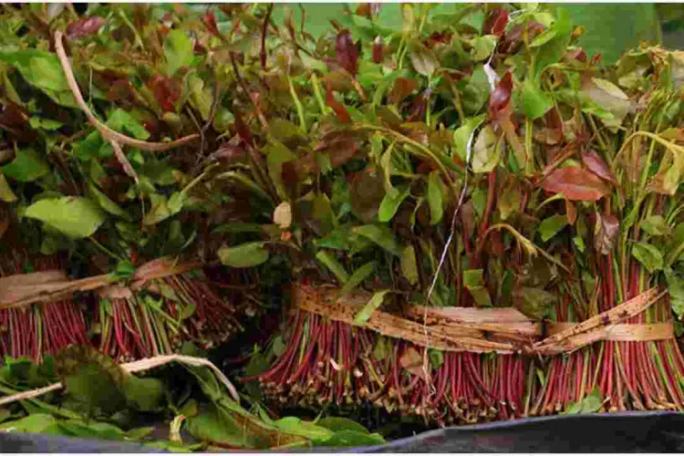 Kenya to Resume Miraa Exports to Somalia After a Two-Year Ban 