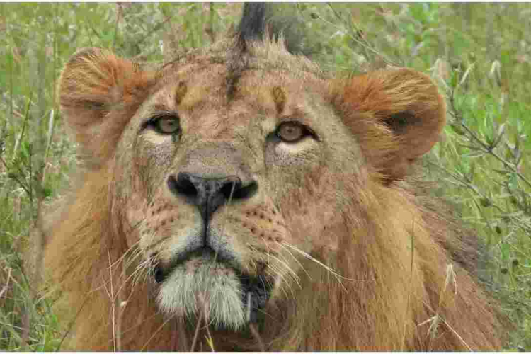 Sirikoi, Nairobi National Park’s Most Iconic Lion Dies 