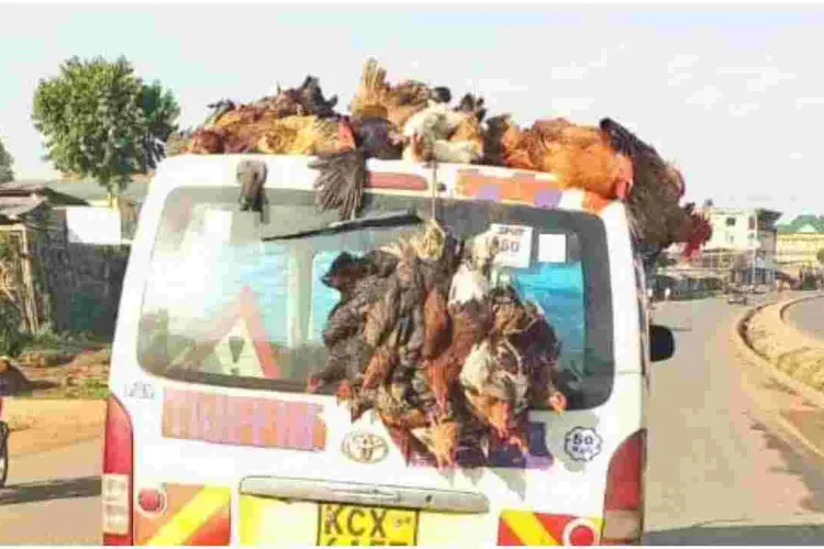 Police Warn Kenyans Against Transporting Chicken on Top of Vehicles 