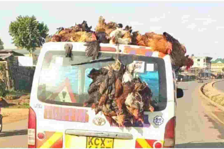 Police Warn Kenyans Against Transporting Chicken on Top of Vehicles 
