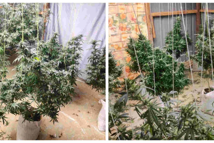 Police Nab Cultivated Bhang Worth Sh1 Million in a Six-Bedroom 'Greenhouse' in Eldoret
