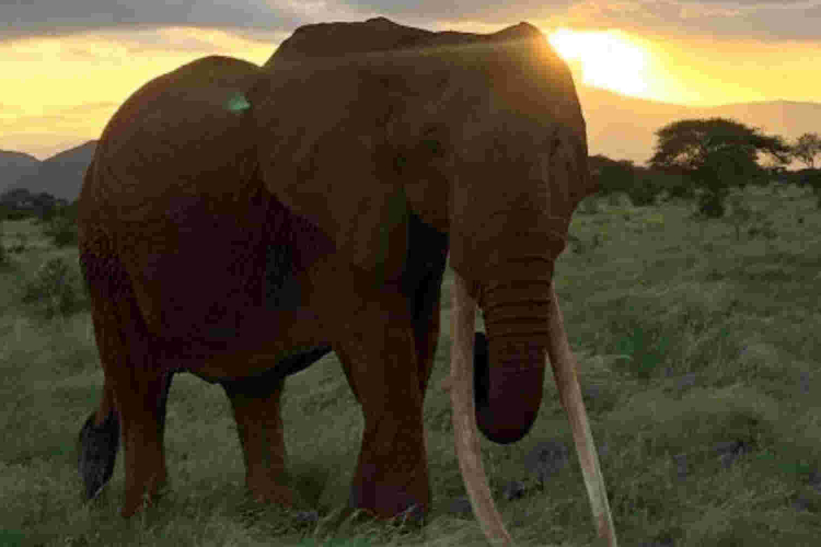 'Africa's Largest Female Tusker' Dies in Kenya's Tsavo East National Park 