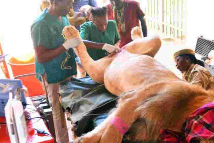 Three-Year-Old Lion Undergoes Vasectomy in Nairobi