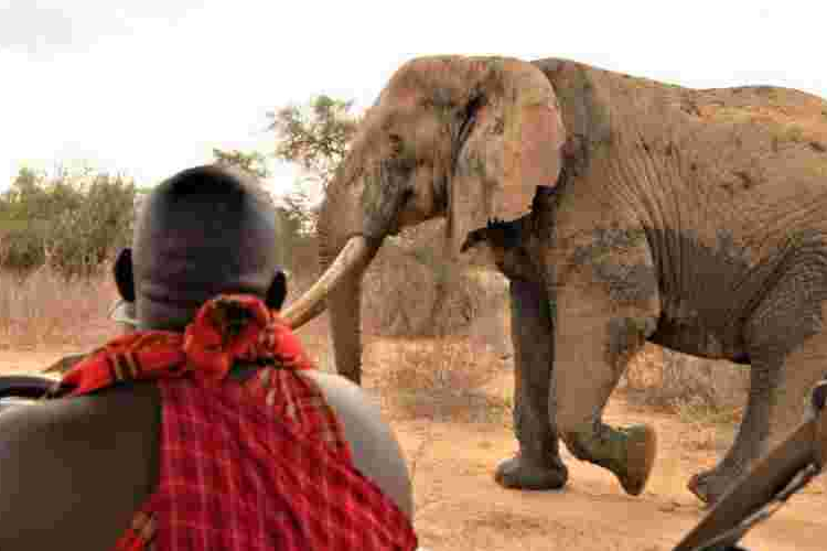 Tembo Naming Festival: Kenyans to Pay Up to Sh500,000 to Have an Elephant Named After Them 