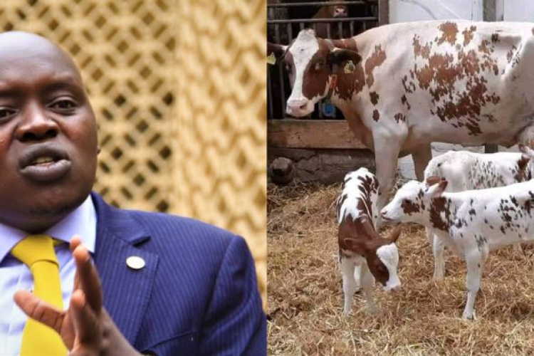 Senator Cherargei Blasted After Fake Claim of President Ruto’s Cow Giving Birth to Triplets