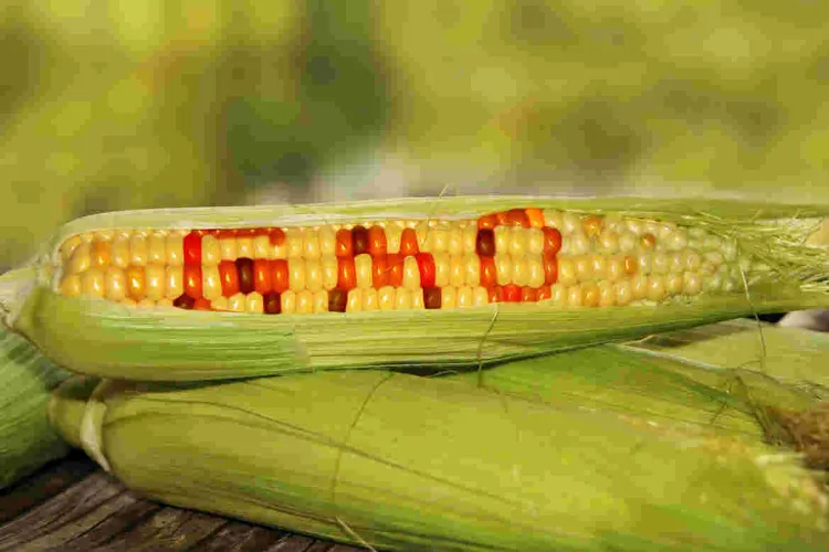 Court of Appeal Upholds Ban on GMOs Importation