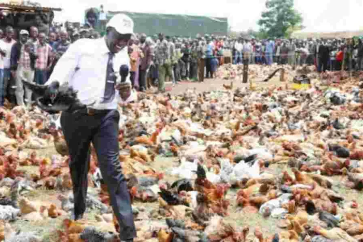 Kenya Poultry Farmers to Pay Sh500k Fine or Risk Jail Term Under New Regulations