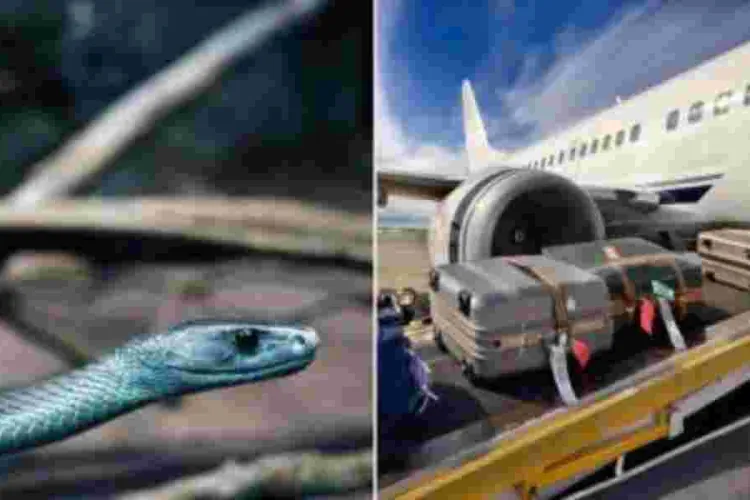 How Snakes and Scorpions Sneak Into the UK via Tourist Luggage from Kenya 