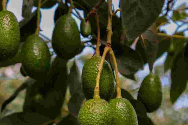 Renewed Hope for Farmers as Ovacado Exports Resume 