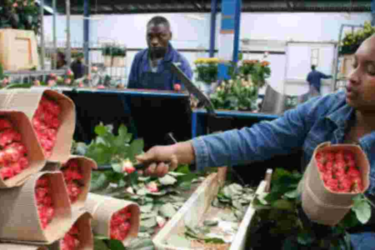 UK Suspends Tariffs on Kenyan Cut Flowers