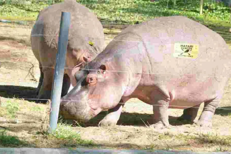 Flower Farm Workers Killed by Hippos in Lake Naivasha