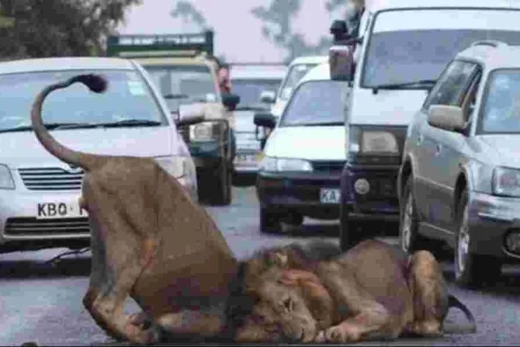 KWS Issues Alert Over Reported Stray Lions in Nairobi, Lang'ata