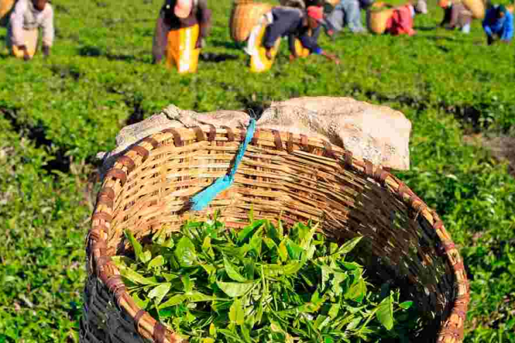 Residents Raise Issues Prior to Tea Estate's Impending Sale