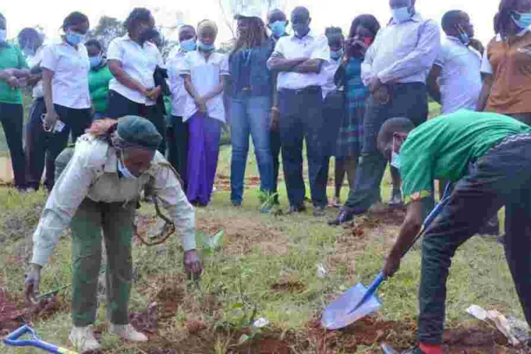 Kenya's Ambitious Plan to Plant 15 Billion Trees By 2032