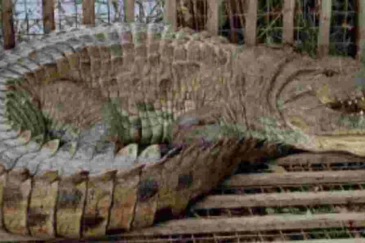 KWS Captures Massive 13-Foot Crocodile in Makueni Operation