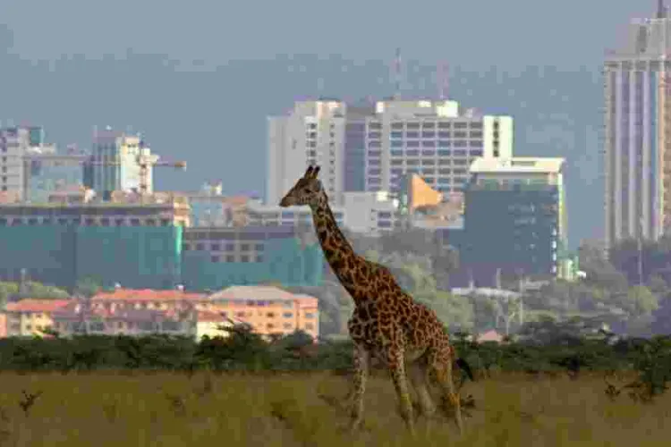 Nairobi Climbs to 4th Place in Africa's High-Rent City Rankings