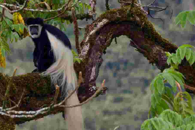 Luhya's Primate Delicacy at Odds with Mpox Fears