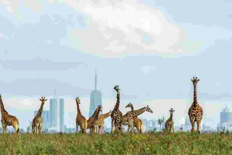 KWS Outlines Rules for Upcoming Free National Parks Day