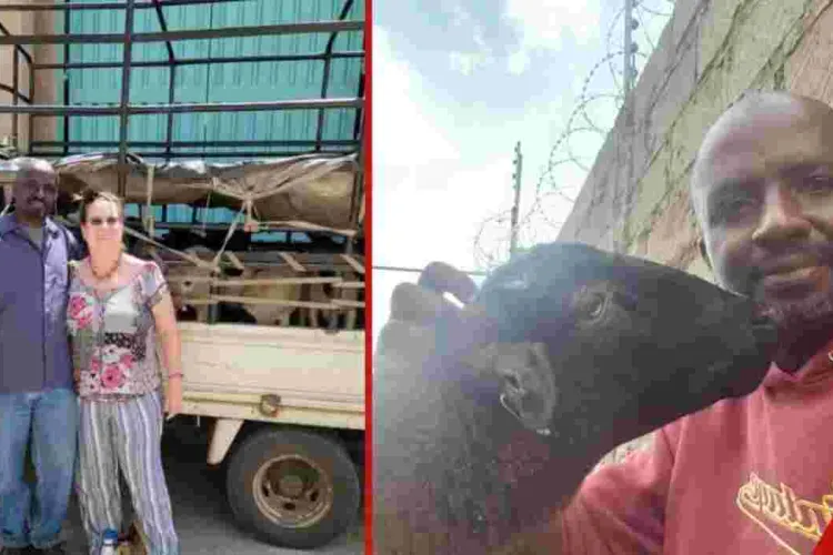 Wall Street Pro Turns to Dorper Sheep Farming in Kenya