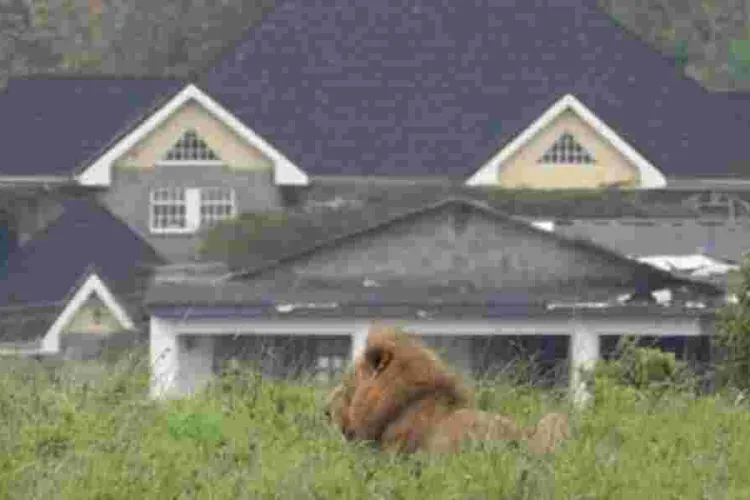 Senator Raphael Demands Answers from KWS After Lions Spotted in Kwale Estate