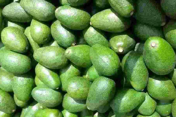 Kenyan Exporters on Notice as Government Sets Strict Rules for Avocado and Mango Trade