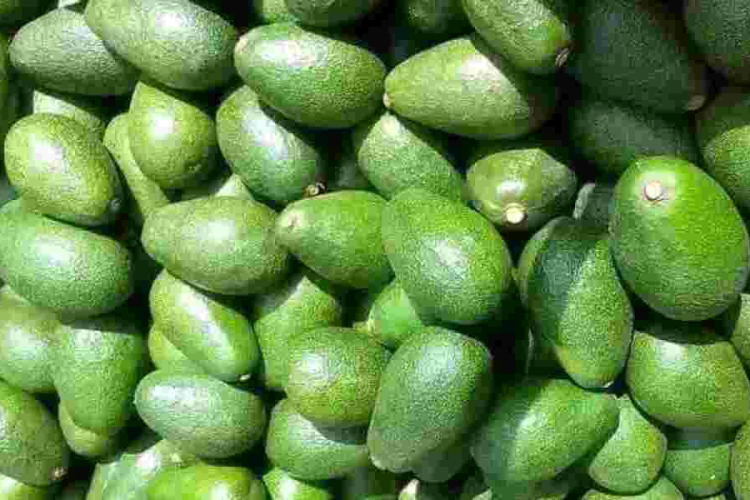 Kenyan Exporters on Notice as Government Sets Strict Rules for Avocado and Mango Trade