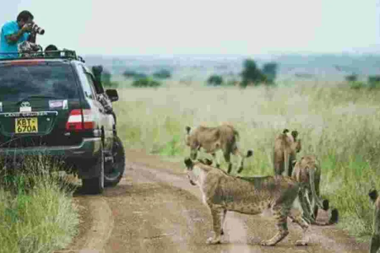 EXPLAINED: Why Lions Ignore Tourists in Safari Vehicles