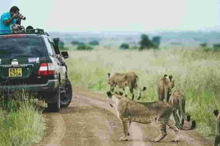 EXPLAINED: Why Lions Ignore Tourists in Safari Vehicles