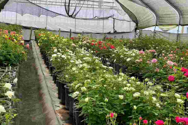 How Cloud Seeding Saves Billions in Naivasha Flower Industry